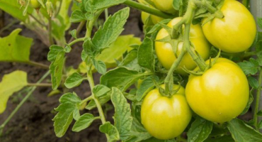 Jak používat zdravou výživu pro rajčata